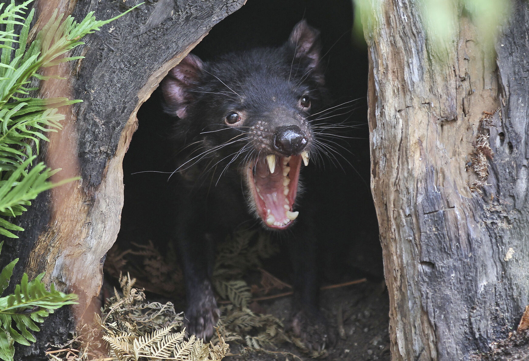 Australia Tasmanian Devils